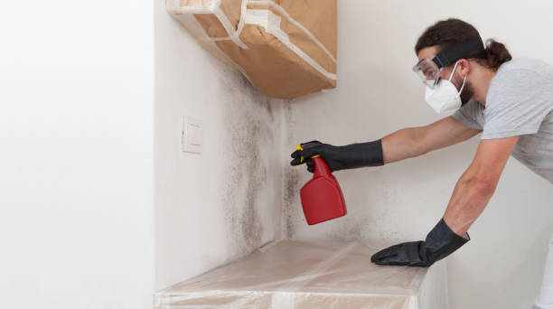 Basement Mold Remediation treatment on basement walls in Fremont