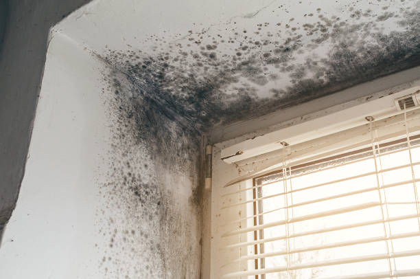 Mold Removal service in Fremont